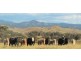 . Timor Creek Stud, Timor NSW 2338