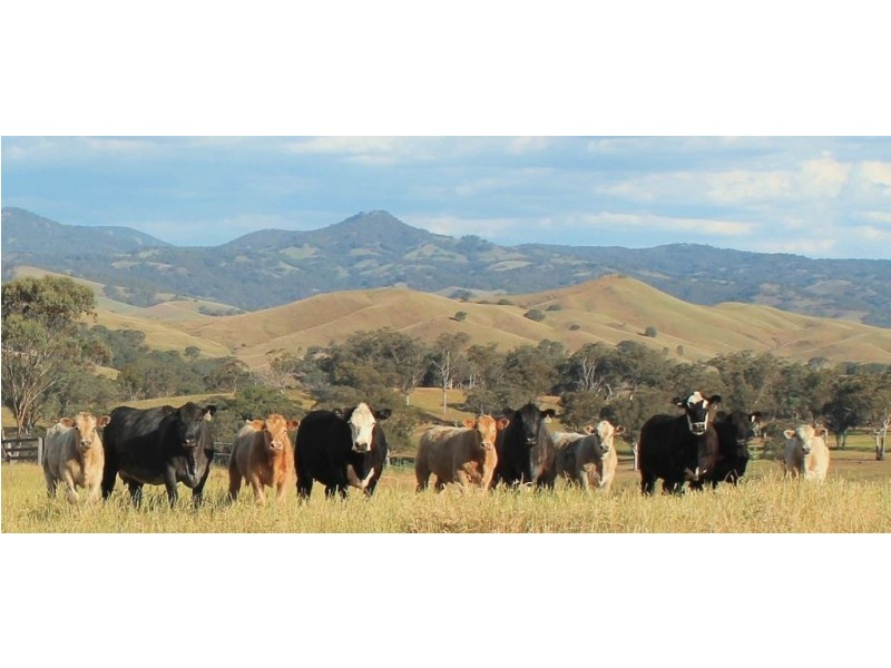 . Timor Creek Stud, Timor NSW 2338