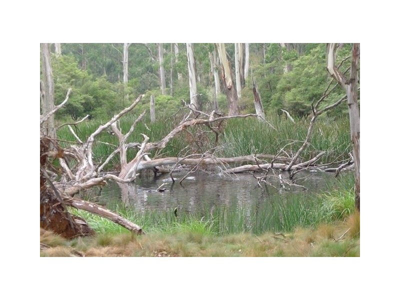 . “Morrisons Tops” Pages Creek Rd, Ellerston via, Scone NSW 2337