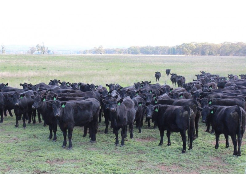 . Neilrex Rd, “Butheroo Aggregation”, Coolah NSW 2843