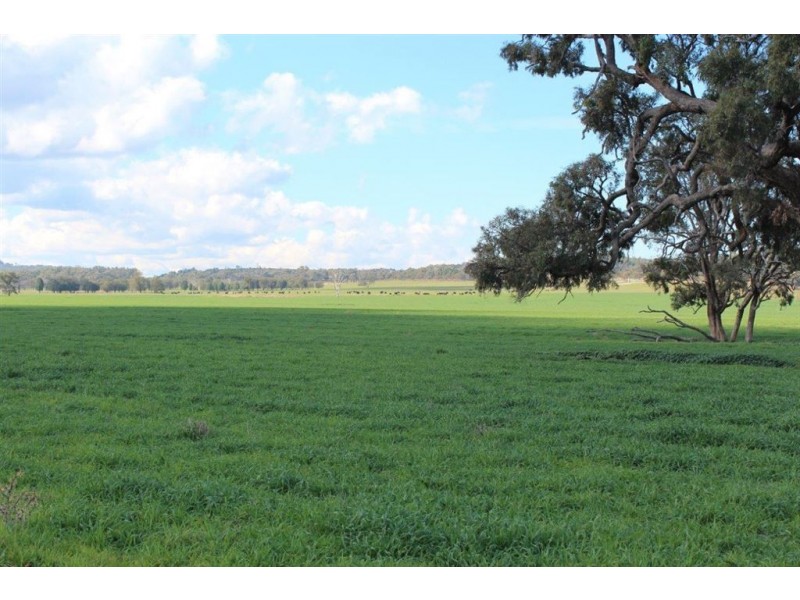 . Neilrex Rd, “Butheroo Aggregation”, Coolah NSW 2843