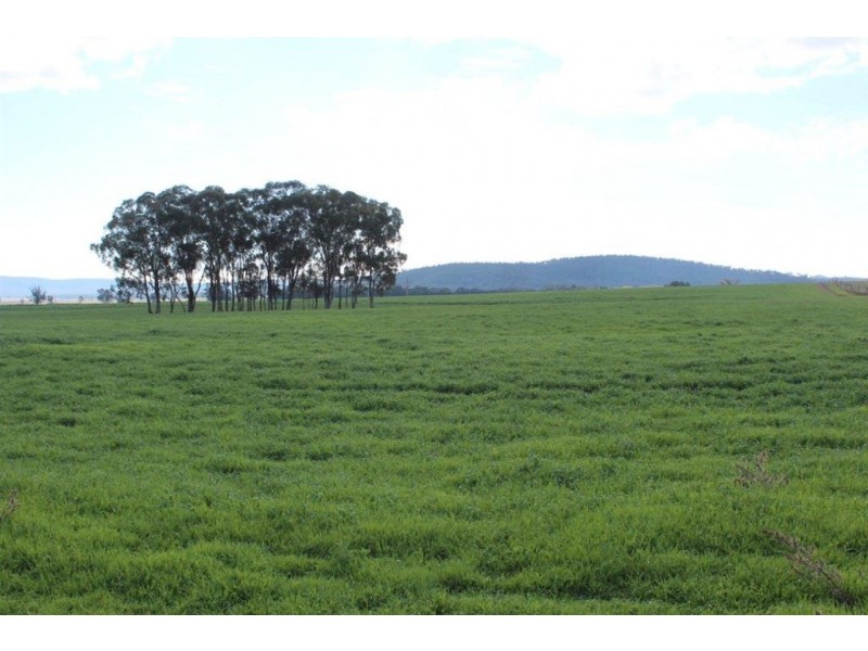 . Neilrex Rd, “Butheroo Aggregation”, Coolah NSW 2843