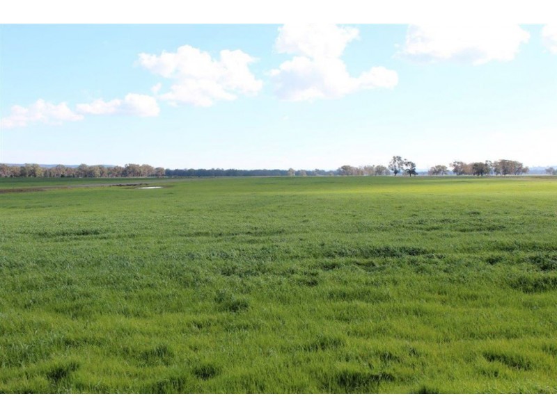 . Neilrex Rd, “Butheroo Aggregation”, Coolah NSW 2843