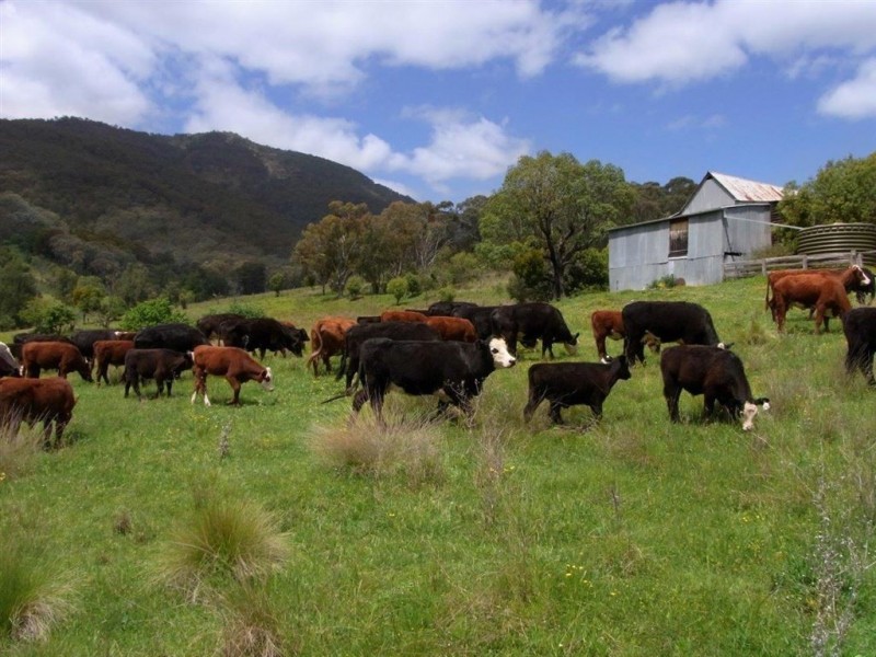 191 Stewarts Brook Rd, “Jarramarumba”, Belltrees via, Scone NSW 2337