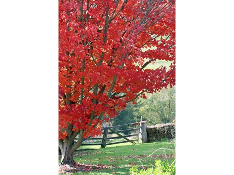 870 Pages River Rd, “West Creswell”, Murrurundi NSW 2338