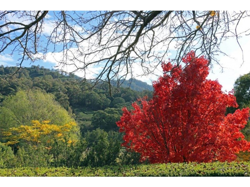 870 Pages River Rd, “West Creswell”, Murrurundi NSW 2338