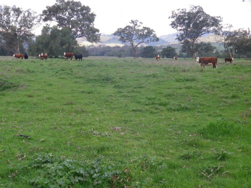 . “Valley Fields” New England Hwy, Willow Tree NSW 2339