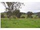1662 Sandy Creek Rd, “Quince Tree”, McCullys Gap via, Aberdeen NSW 2336