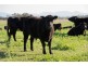 226 Dartbrook Rd, Aberdeen NSW 2336