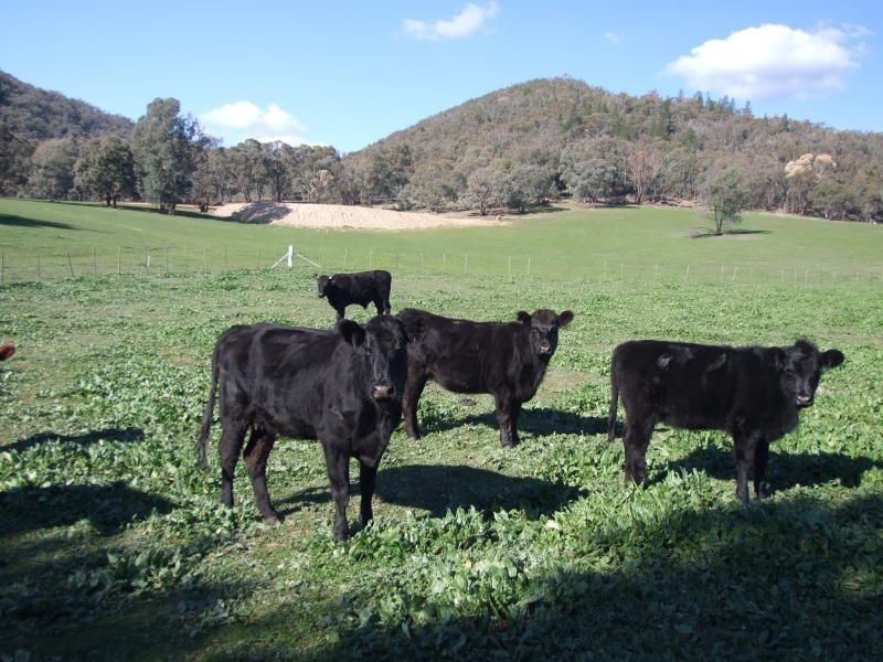 Lot 531 Tunnel Road, Woomargama NSW 2644