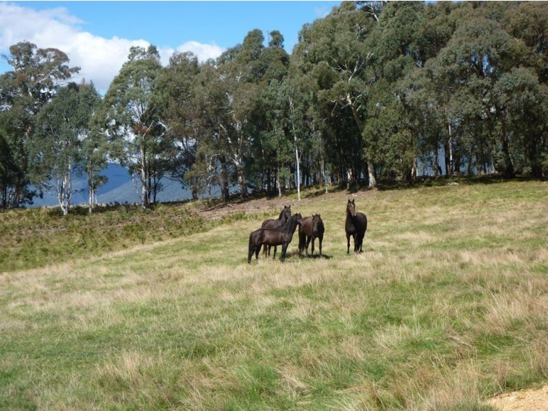 1 Maragle Road, Tumbarumba NSW 2653