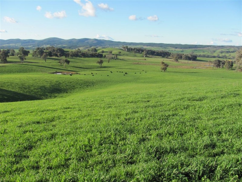 1 Coppabella Road, Lankeys Creek, Holbrook NSW 2644