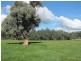 501 Culcairn Road, Holbrook NSW 2644