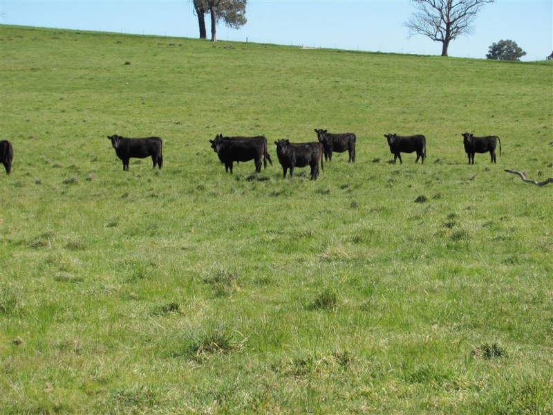 “Emu Hill” Pulletop Road, Holbrook NSW 2644