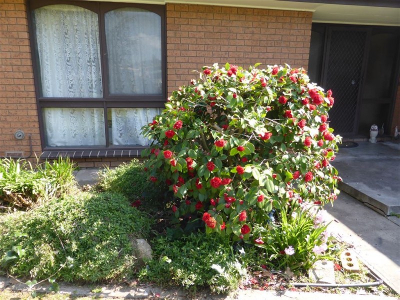 171 Albury Street, Holbrook NSW 2644