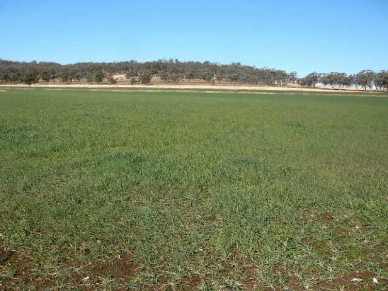 ** Kempton Park, Inverell NSW 2360