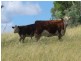 . Lone Pine, Inverell NSW 2360