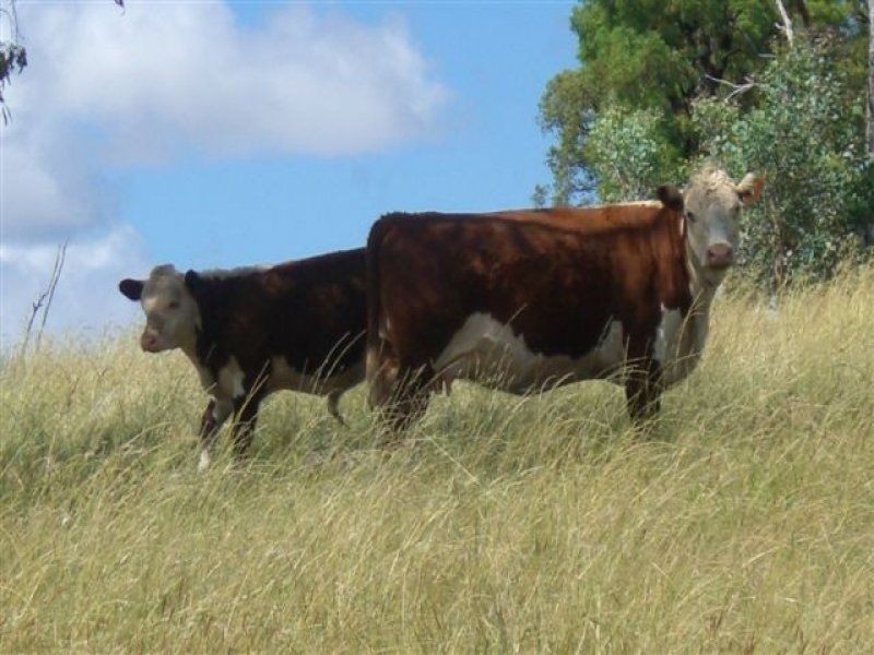 . Lone Pine, Inverell NSW 2360