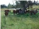 . Lone Pine, Inverell NSW 2360
