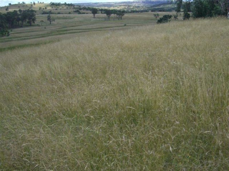 . Lone Pine, Inverell NSW 2360
