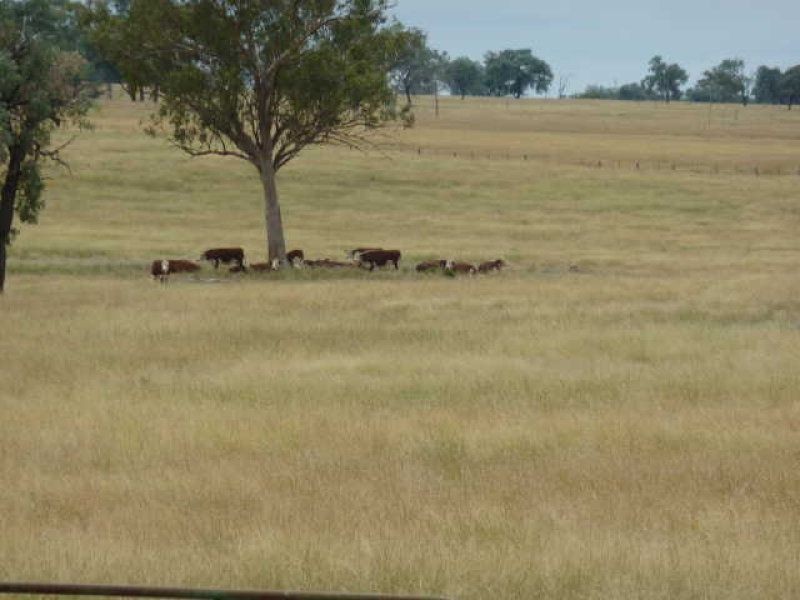 ** Llanarth, Inverell NSW 2360