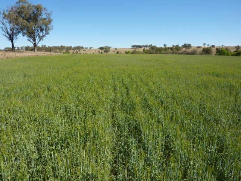 . Karoola, Inverell NSW 2360