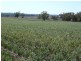 . Corio, Inverell NSW 2360