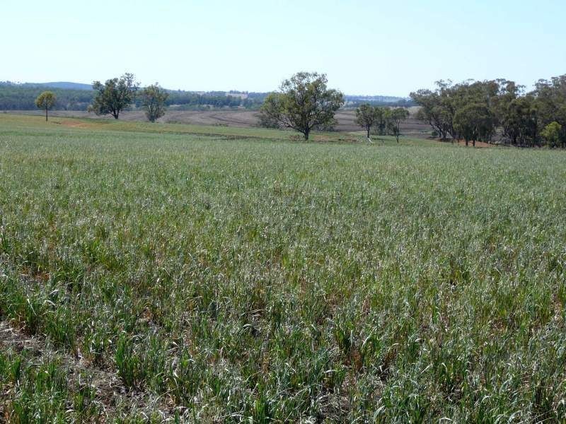 . Corio, Inverell NSW 2360