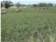 . Corio, Inverell NSW 2360