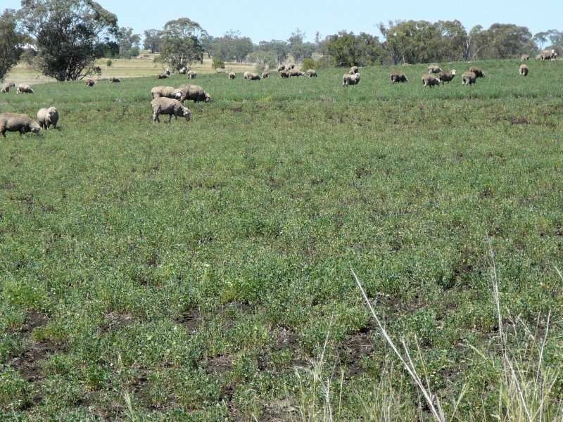 . Corio, Inverell NSW 2360