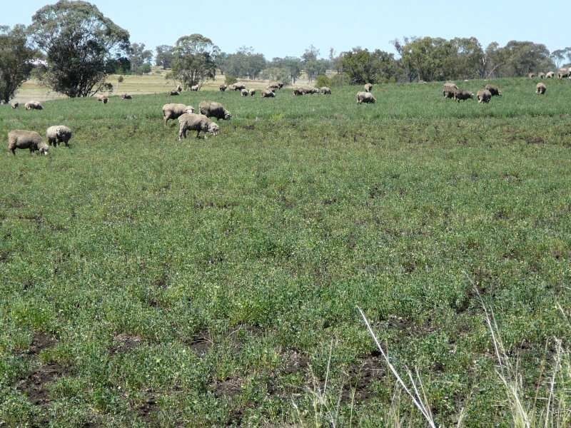. Corio, Inverell NSW 2360