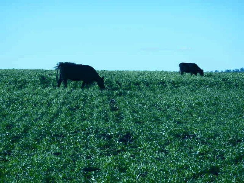 ** Allawa, Inverell NSW 2360