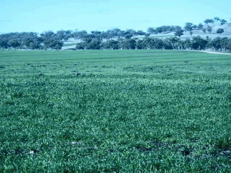 ** Allawa, Inverell NSW 2360