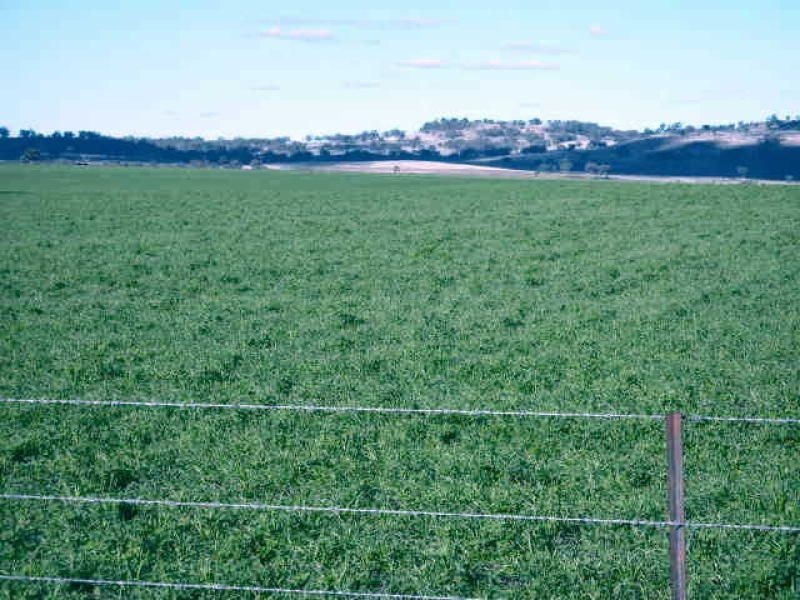 ** Allawa, Inverell NSW 2360