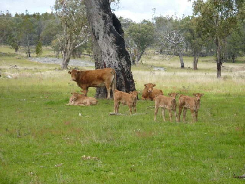 ” WILDBOULDERS”, Inverell NSW 2360