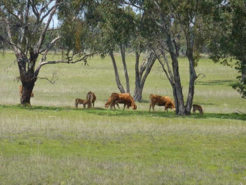 ” WILDBOULDERS”, Inverell NSW 2360