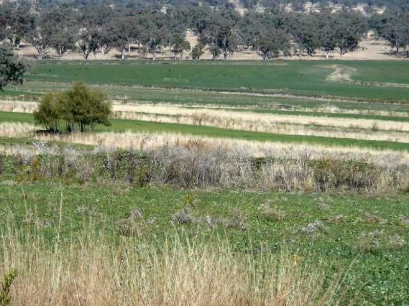 ” PONDEROSSA”, Inverell NSW 2360