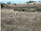 ” PONDEROSSA”, Inverell NSW 2360