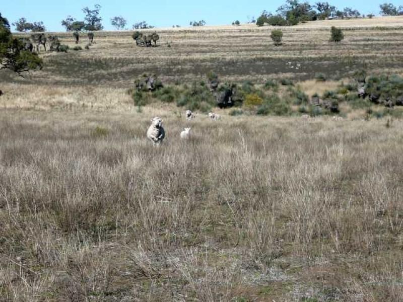 ” PONDEROSSA”, Inverell NSW 2360