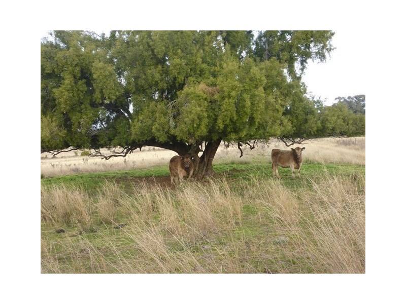 ** DELMOOR**, Inverell NSW 2360