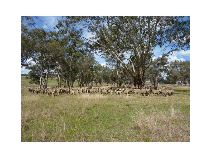 844 Arrawatta Road “DUNALPINE”, Inverell NSW 2360