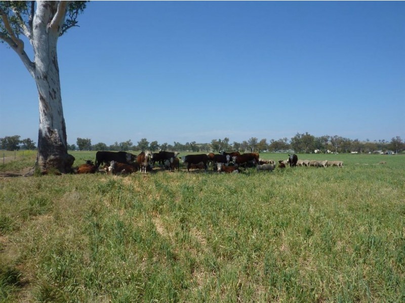 ” WARRIMBA”, Inverell NSW 2360