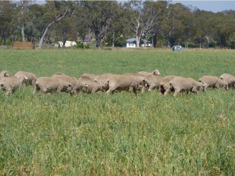 ” WARRIMBA”, Inverell NSW 2360