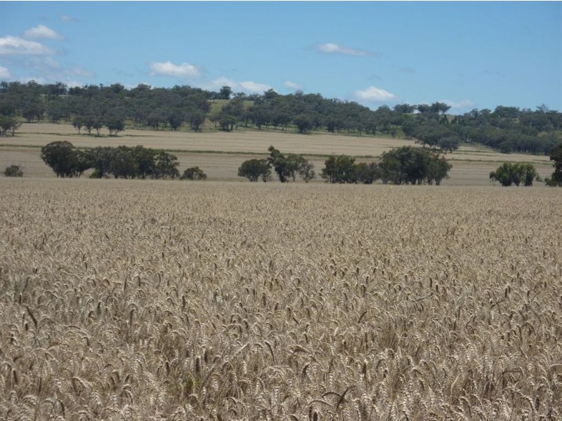 ” LINDALE”, Inverell NSW 2360