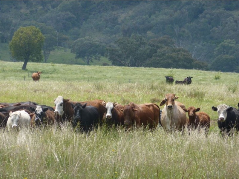 ” TELARAH”, Inverell NSW 2360