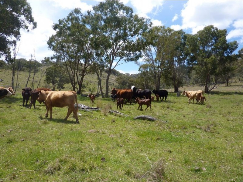 ” TELARAH”, Inverell NSW 2360