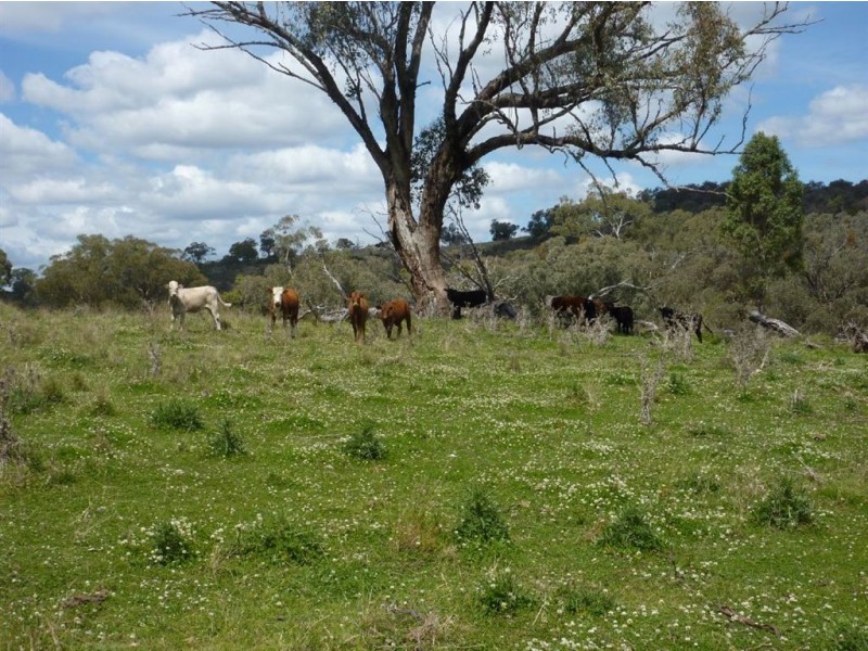 ” TELARAH”, Inverell NSW 2360