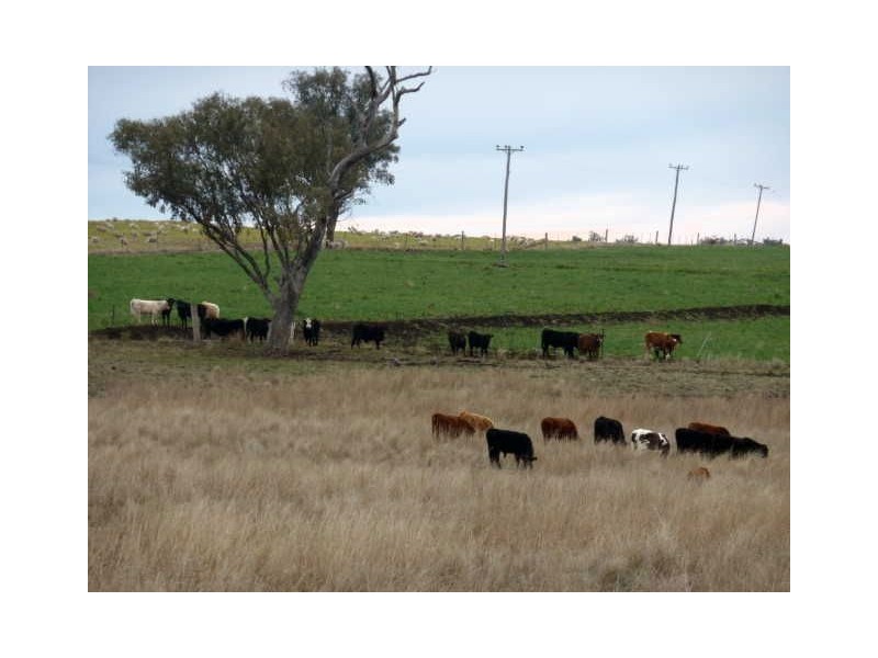 156 Bedwell Downs Road “COLOMIE”, Yetman NSW 2410