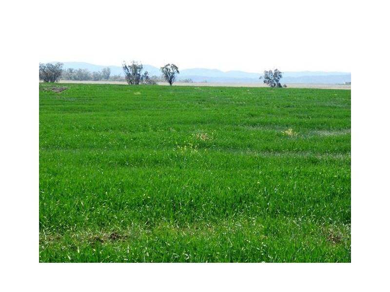 156 Bedwell Downs Road “COLOMIE”, Yetman NSW 2410