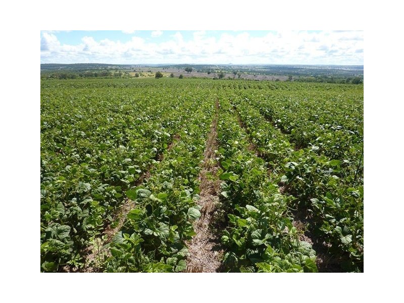 1914 Reserve Creek Road “COLYTON”, Delungra NSW 2403